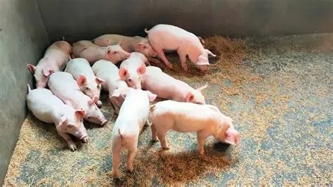 Sacrifican cientos de cerdos en comunidades de Puerto Plata para frenar fiebre porcina africana