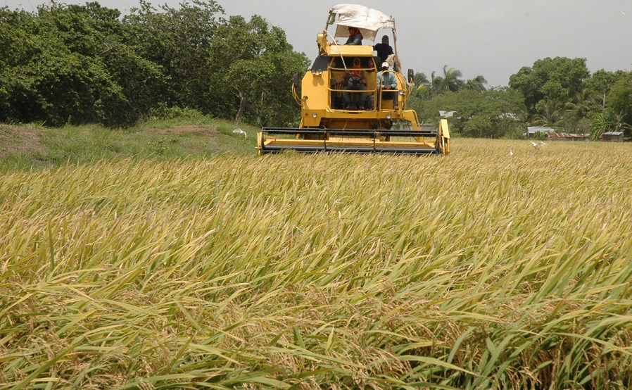 EEUU presiona para que la RD derogue decreto protege arroz