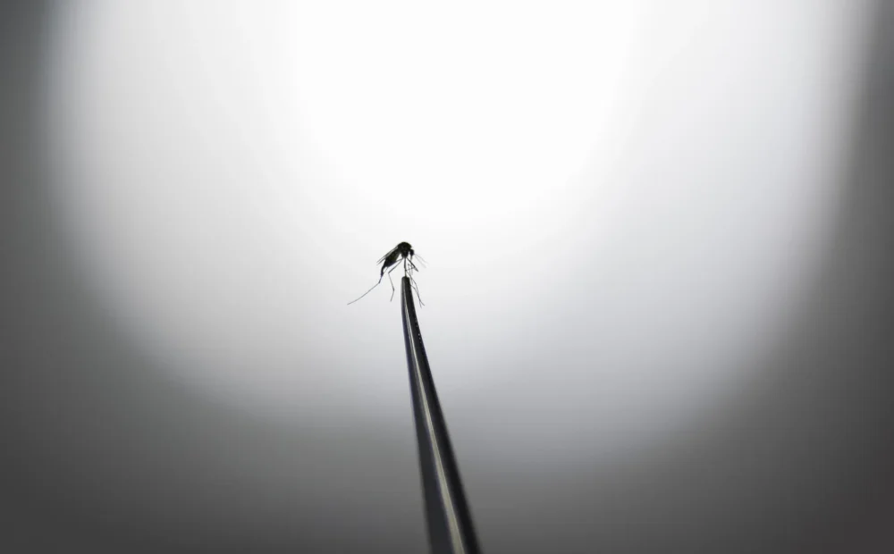 Detectada una segunda especie de mosquito Aedes en Mogán (Gran Canaria)